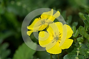 Yellow flowers of Tribulus terrestris plant