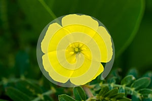 Yellow flowers of Tribulus terrestris plant