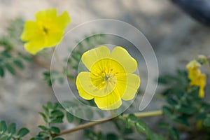 Yellow flowers of Tribulus terrestris plant