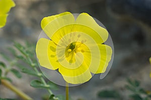 Yellow flowers of Tribulus terrestris plant