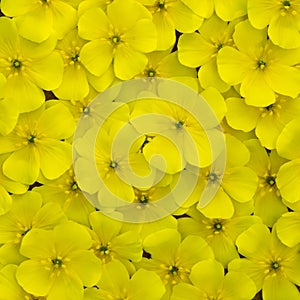 Yellow flowers of Tribulus terrestris plant