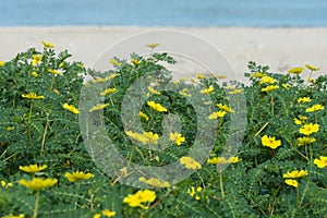 Yellow flowers of Tribulus terrestris plant