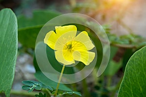 Yellow flowers of Tribulus terrestris plant