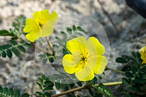 Yellow flowers of Tribulus terrestris plant