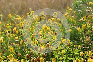 Yellow flowers of Trifolium aureum (large hop trefoil, golden clover)