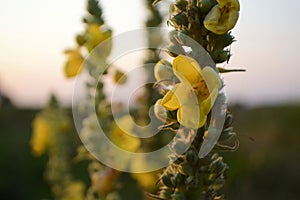 Yellow flowers on the trunk in the rays of the setting sun close-up.