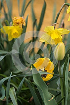 Yellow flowers - tulip and daffodils