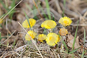 Yellow flowers of Tussilago farfara or coltsfoot in early spring