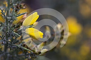 Yellow flowers of Ulex, commonly known as gorse, furze, selective focus, floral yellow spring and summer background