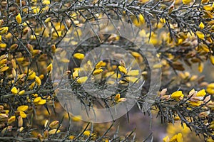 Yellow flowers of Ulex, commonly known as gorse, furze, selective focus, floral yellow spring and summer background