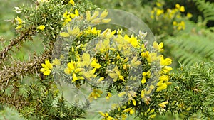 Yellow flowers of Ulex europaeus. Common gorse flowering plant