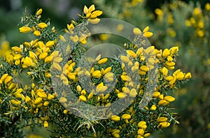 Yellow flowers Ulex europaeus, commonly known as Gorse, Furze or Whin. Flowering plant with spiky thorns in Arboretum