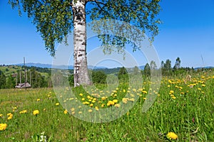 Yellow flowers under birch tree on the mountain meadow.