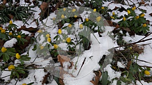 yellow flowers under snow