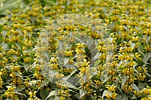 Yellow Flowers on Variegated Yellow Archangel photo