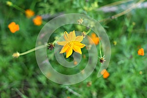 Yellow flowers and various colors