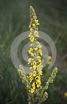 Yellow flowers of Verbascum thapsus.