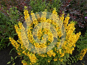 Yellow flowers of a vertebra