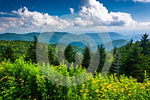 Yellow flowers and view of the Appalachian Mountains