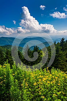 Yellow flowers and view of the Appalachian Mountains