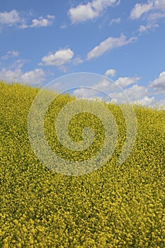 Yellow flowerfield in a view with blue sky and white clouds photo
