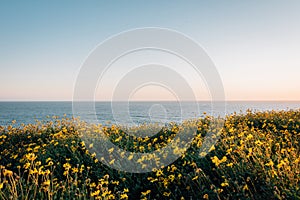 Yellow flowers and view of the Pacific Ocean at Dana Point Headlands Conservation Area, in Dana Point, Orange County, California