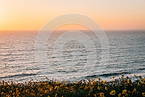 Yellow flowers and view of the Pacific Ocean at sunset, at Dana Point Headlands Conservation Area, in Dana Point, Orange County,