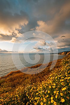 Yellow flowers and view of the Pacific Ocean at sunset, in La Jolla Shores, San Diego, California