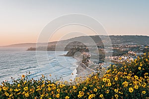 Yellow flowers and view of Strand Beach from Dana Point Headlands Conservation Area, in Dana Point, Orange County, California