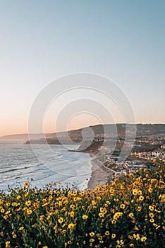 Yellow flowers and view of Strand Beach from Dana Point Headlands Conservation Area, in Dana Point, Orange County, California