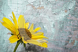Yellow flowers on vintage wooden teal background, border design. vintage color tone - concept flower of spring or summer