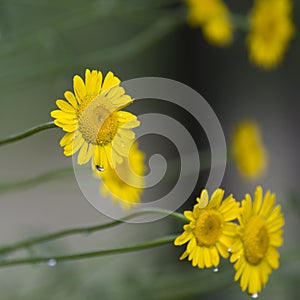 Yellow flowers with waterdrops