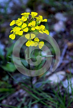 Yellow flowers of Western wallflower, Erysimum asperum