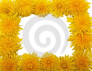 Yellow flowers on a white background, blooming dandelion