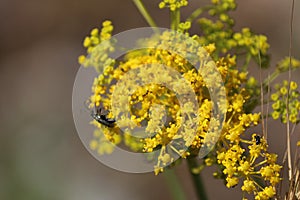 Yellow flowers of wild fennel