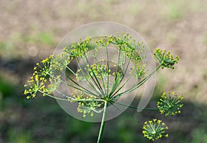 The yellow flowers of a wild fennel plant