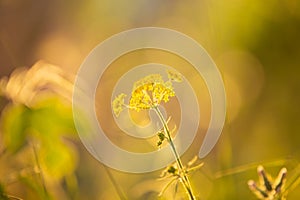 Yellow flowers of wild fennel at sunset. Abstract background of wild dill