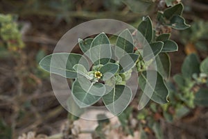 Yellow flowers of Withania somnifera plant