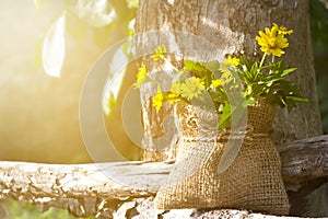 Yellow flowers on wood and tree in the nature at morning