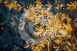 Yellow flowers in the woods