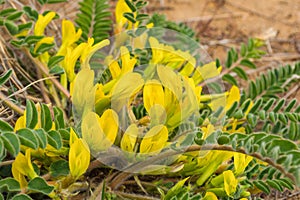 Yellow flowers of woolly-flowered Astragalus Astragalus dasyanthus. Medicinal steppe plant close-up.