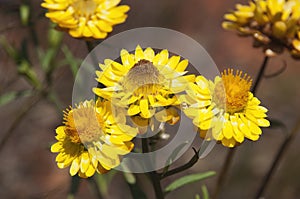 Yellow flowers of a xerochrysum bracteatum which is an native paper daisy