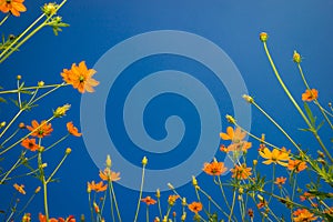 Yellow flowers. Yellow Cosmos with green leaves against the blue sky in Garden.