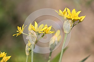 Yellow flowers of yellow garlic Allium moly in garden