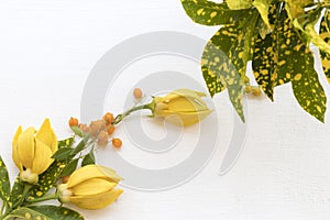 Yellow flowers ylang ylang local flora of asia with yellow leaf arrangement flat lay postcard style