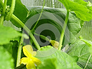 Yellow flowers of young green cucumber.