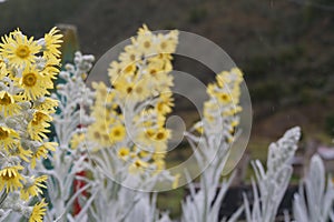 Yellow flowers of the ÃÂrnica blanca senecio niveoaureus plant. Location: Ecuador. Background blurred or out of focus photo