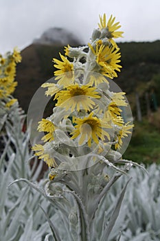 Yellow flowers of the Arnica blanca senecio niveoaureus plant. Location: Ecuador. Vertical view photo