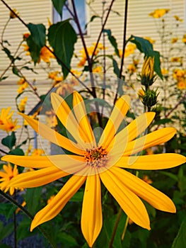 Yellow flowers â€” Helianthus tuberosus, jerusalem artichoke, sunroot, sunchoke.