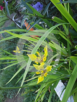 yellow flowersbloom in the garden